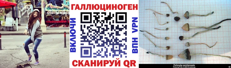 Псилоцибиновые грибы Psilocybe  Чистополь 